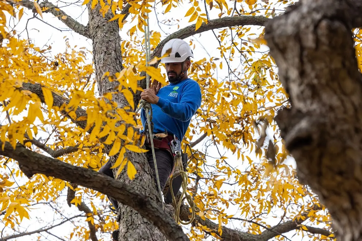 Skilled Tree Trimming crew working in Paton